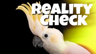 Warning! The Truth About Cockatoos