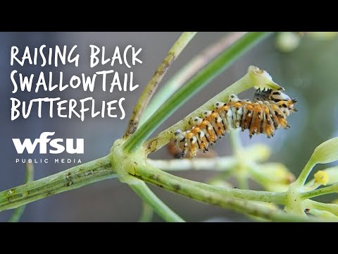 Video: Are Black Swallowtail Butterflies - Aflați despre morcovi și omizile negru cu coada rândunicii