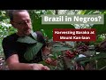 HARVESTING  BARAKO ON MOUNT KAN-LAON