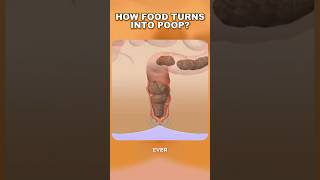 What Really Happens To Food Inside Your Body From Bite To Poop