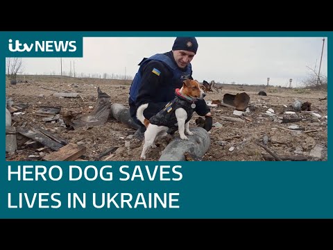 Patron the jack russell: meet the ukraine dog with a life-saving job sniffing explosives | itv news