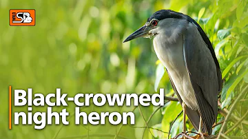 Black-crowned night heron || Wild sb || #birds #herons