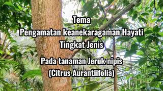 Keanekaragaman Hayati Tingkat jenis Pada tanaman Jeruk Nipis