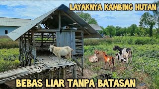 SANGAT LANGKA. Ternak Kambing Tanpa Angon Tanpa Ngarit Pakan Geratis