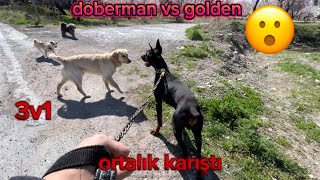 Doberman Vs golden | sokakta 4 köpek birbirine girdi 😧