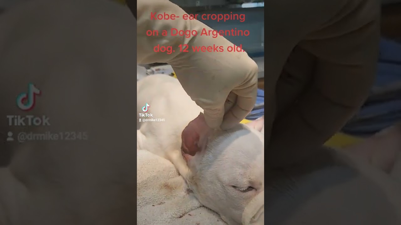 Dogo Argentino ear cropping