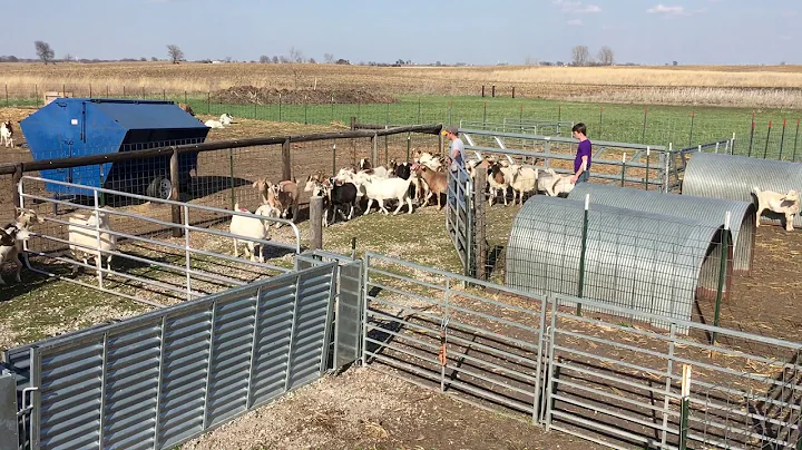 The Bud Box Working Its Magic on Goats