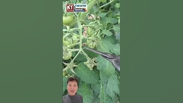 Thời điểm cắt tỉa cây cà chua | Khang Thịnh - Netafim