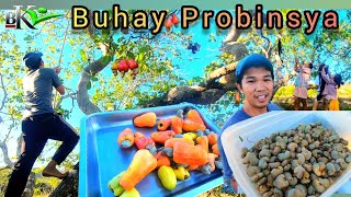 Ep.427- PAMIMITAS NG KASOY | BUHAY PROBINSYA | bukids