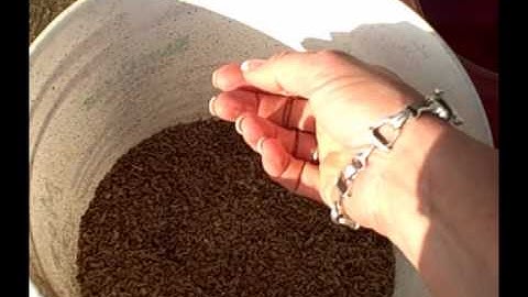 Feeding Your Horse Beet Pulp: How and Why