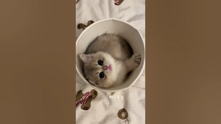 Video 11355231: cat cute kittens adorable, cat fun cute kitten, cat kitten cutest, cat cute funny