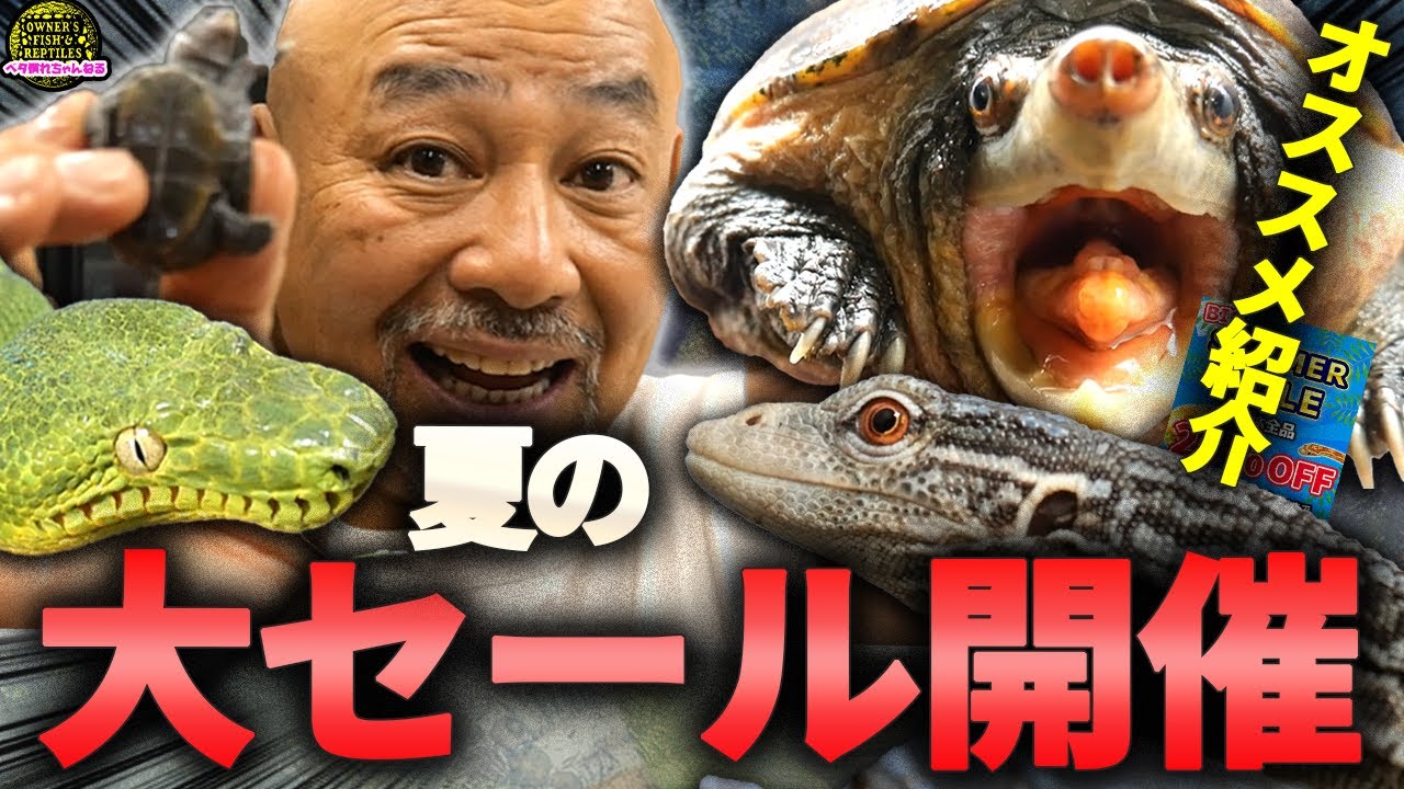夏のセールでオススメの生体を紹介！