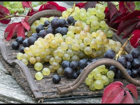 Vidéo: Ravageurs et maladies de la vigne : photo et description, comment lutter ?