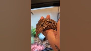 Taming Your Tegu #tegu #lizard #petlizard #reptiles