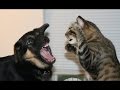 Забавные Кошки против собак. Сборник [HD]