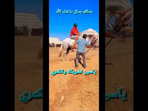 من مهرجان تيفلت الدورة الخامسة تحياتي لخوية تشويكة والكمري