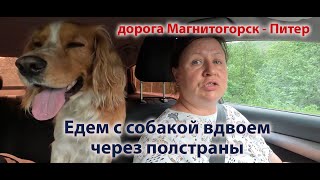 Моя дорога в Питер через полстраны. Едем с собакой вдвоем // Аннушка творит