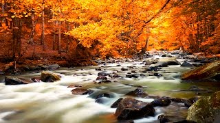 Relaxing Music - Nature Sounds - Autumn Forest HD screenshot 2