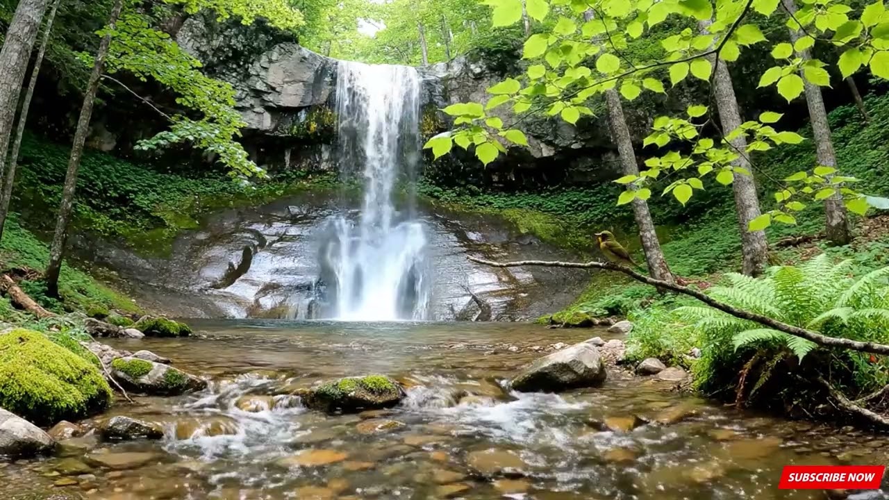 Relaxing with Gentle Stream & Relaxing Nature Sounds for Sleep & Focus Birds singing