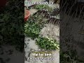 Mai Lục Bình, giảo thủ đức #shoprts #tâmthànhtv