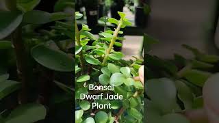 Bonsai Dwarf Jade Plant #plant #houseplants #jadeplant #fypシ #shorts #bonsai