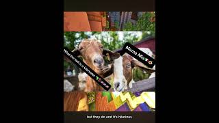 #funny funny animal fun facts #memes