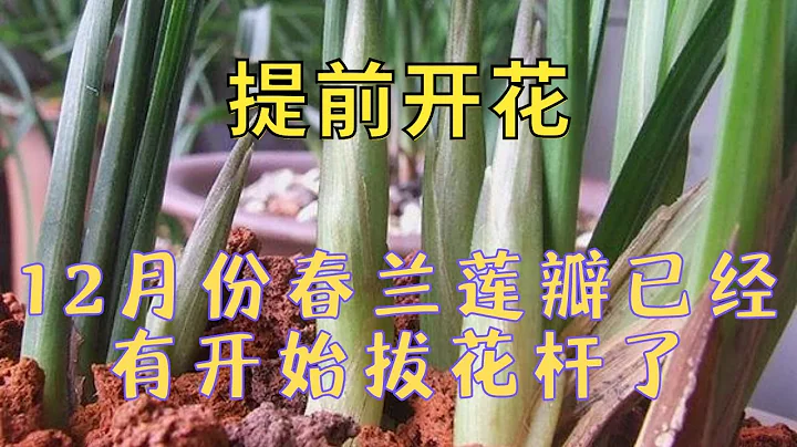 剛進去12月份，春蘭蓮瓣已經有開始拔花桿了，視頻與您分析原因。 - 天天要聞