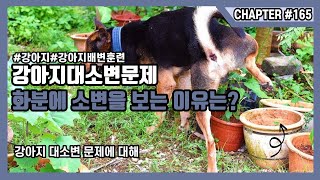강아지 배변문제 화분에 소변을 누는 이유는?
