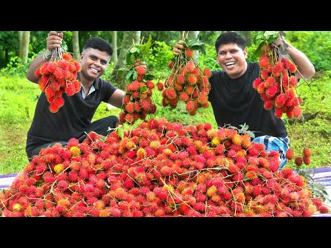 100kg RAMBUTAN | Yummy Rambutan Pickle | Fruit Pickle Recipe | Village