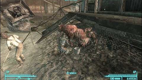 Fallout 3 - Brahmin Tipping