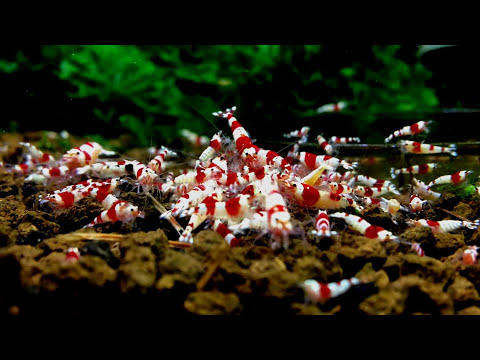 crystal red shrimp - how to breed crystal red shrimp - Shrimp Keeping