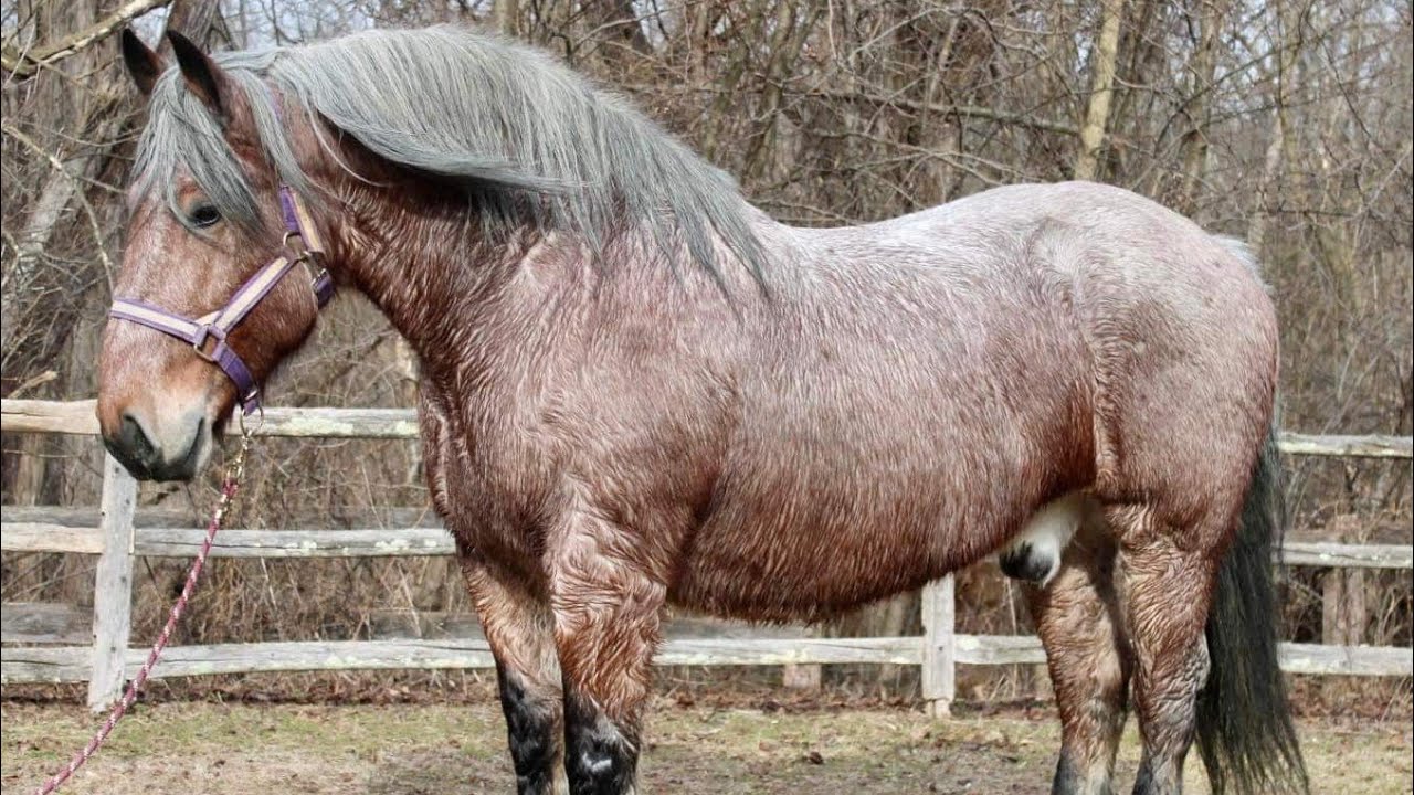 Tonka presented by Diamanté Equestrian YouTube