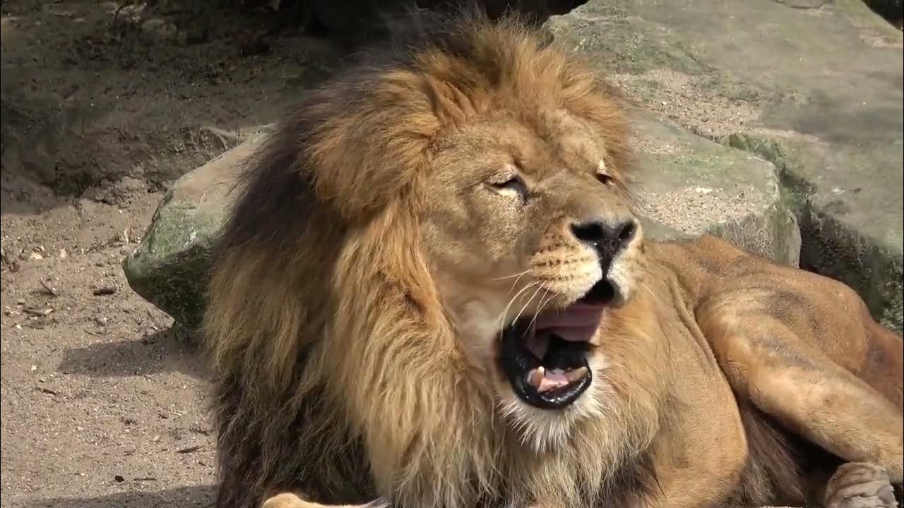 Ютубе левы видео. Ютубе левы видео. Тайган львы и тигры. Ютубе левы видео. Грустный лев.