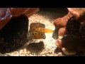 Boxfish (Ostracion cubicus) / Gelbbrauner Kofferfisch [1]