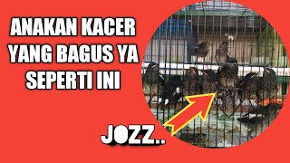 How to choose a prospective trotolan kacer How to choose a prospective trotolan kacer