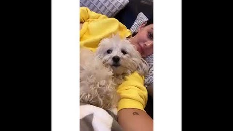 “Lucy  hale with Elvis via instagram stories ”