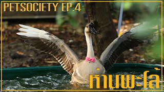 Petsociety ตอน พะโล้ห่านตลก EP4