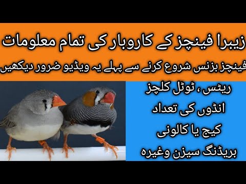 Zebra Finch Breeding Tips | Zebra Finch Bird Food list | Nest Box cage setup | Zebra Finch Care