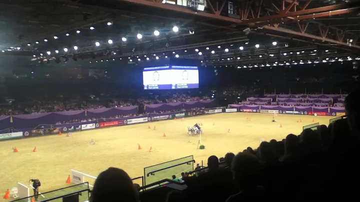 HOYS 2014 Scurry winners