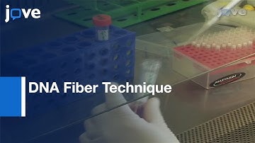 Visualization: DNA Replication In Vertebrate Model System DT40 l Protocol Preview