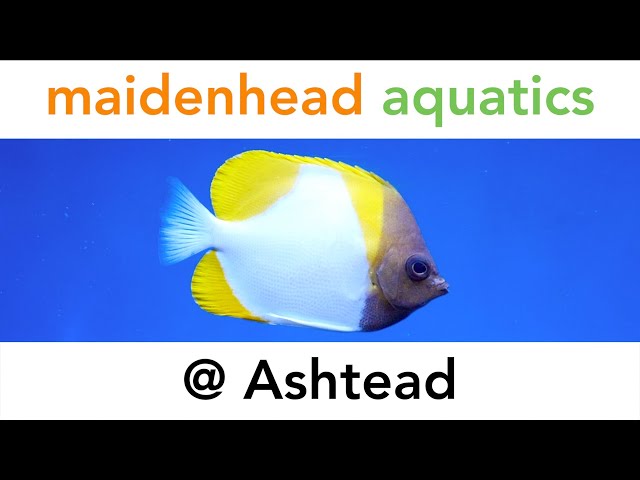Maidenhead Aquatics @ Ashtead