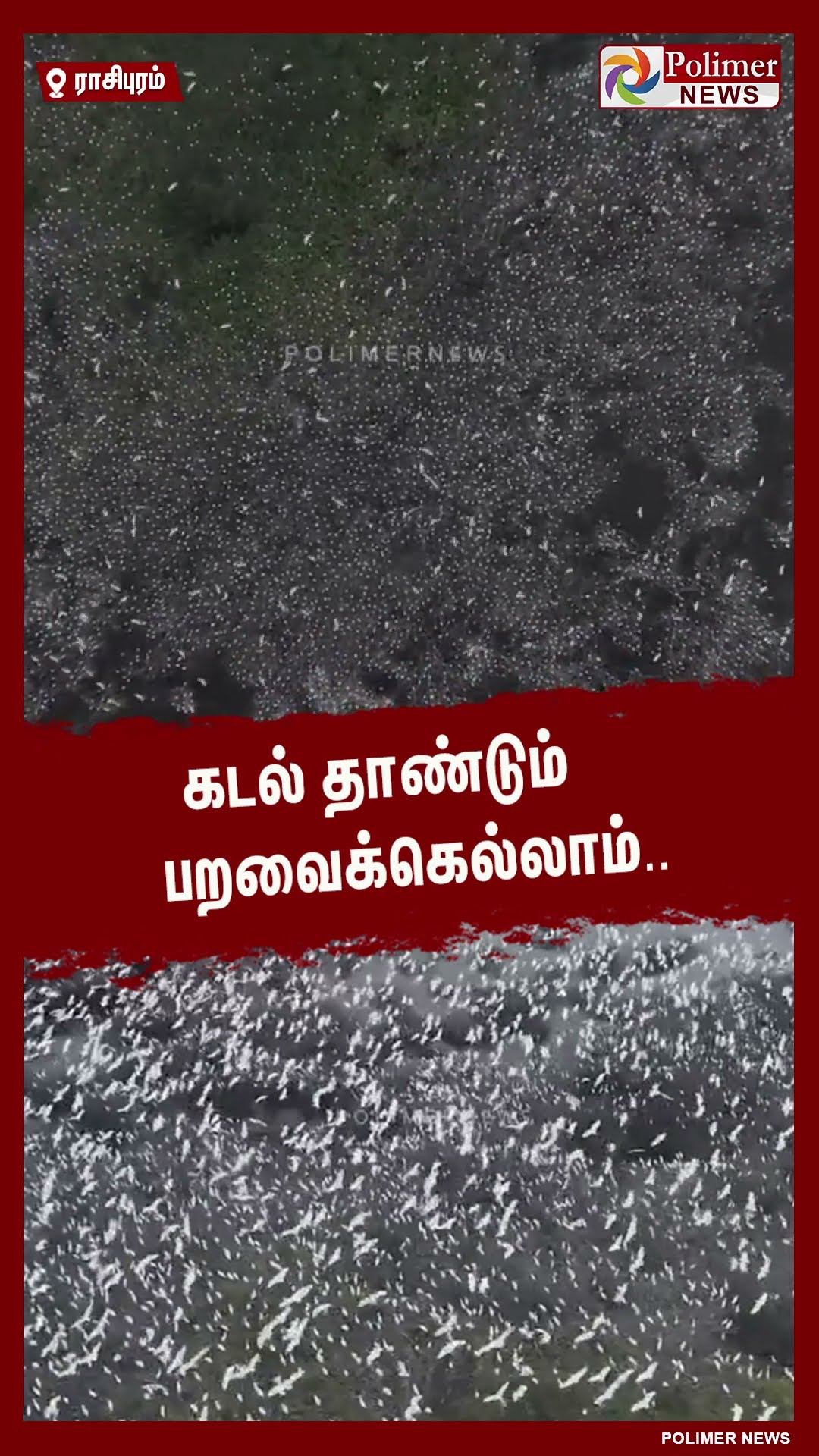 பார்க்கவே கண்கொள்ளா காட்சியா இருக்கே.. #shorts | #bird