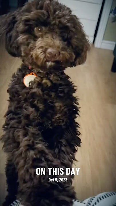 Excuse mee #dog #puppy #onthisday #shorts