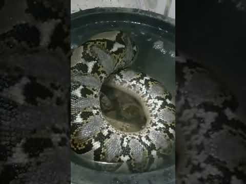 Video: Apa itu ular panas?
