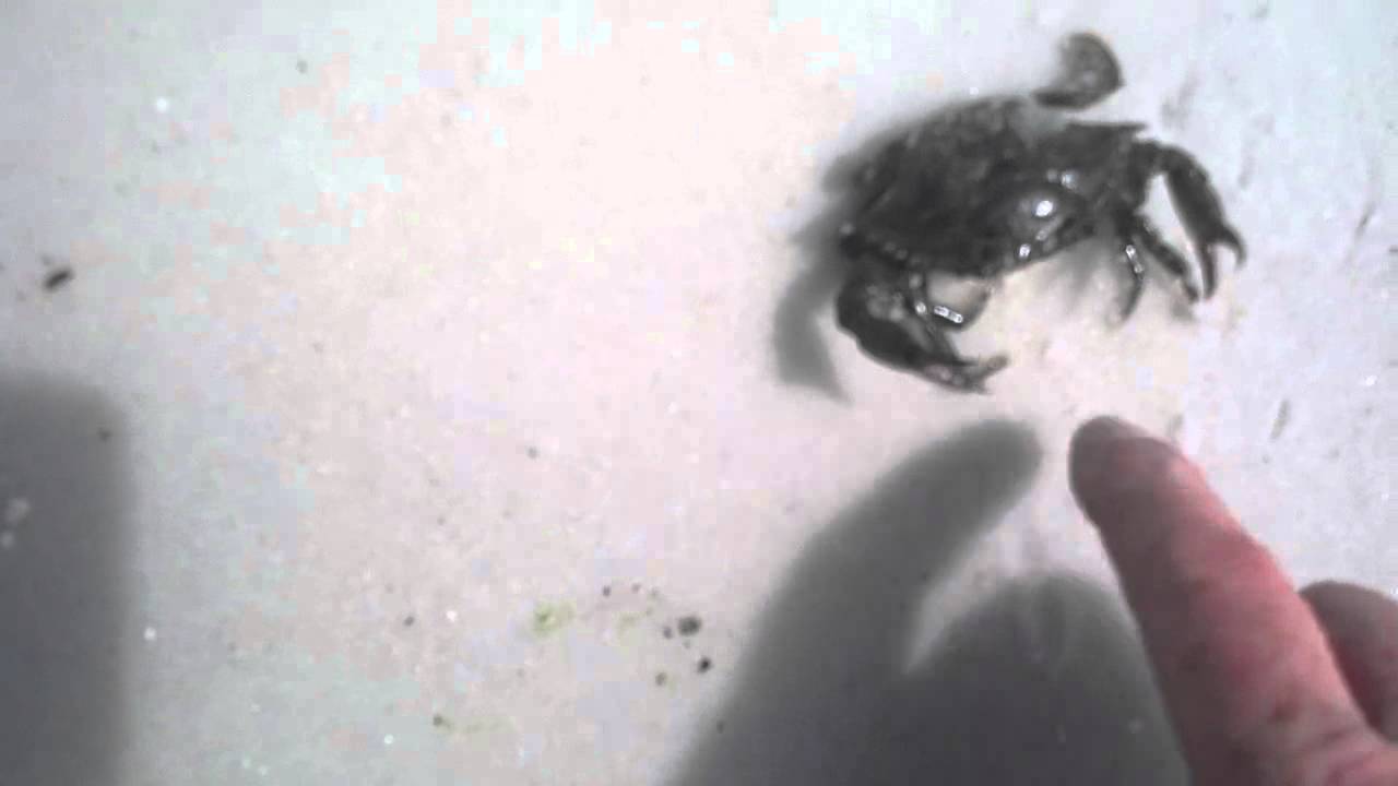 Catching Crabs On Beach Shell Island Panama City YouTube