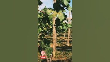 kebun buah anggur buahnya melimpah#shorts#panenanggur #anggurtrans