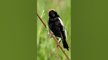 the beautiful chirping of the bobolink bird