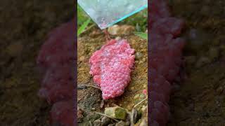 Apple Snail Eggs Asmr Part28