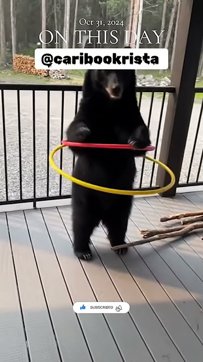 Funny Bear 😍#tiktok #tiktokvideo #funnyclips