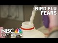 Traces of bird flu virus found in 1 in 5 samples of pasteurized milk fda says